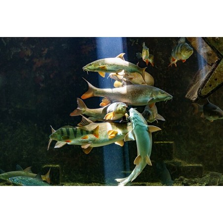 Aquarium de touraine - de 4 à 12 ans - sur commande 15 j de délai