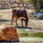 Zoo de la barben adulte - à partir de 13 ans - sur commande 15 j de d