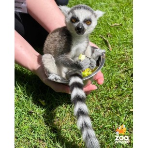 Zoo de jurques adulte à partir de 12 ans - sur commande 15 j de délai