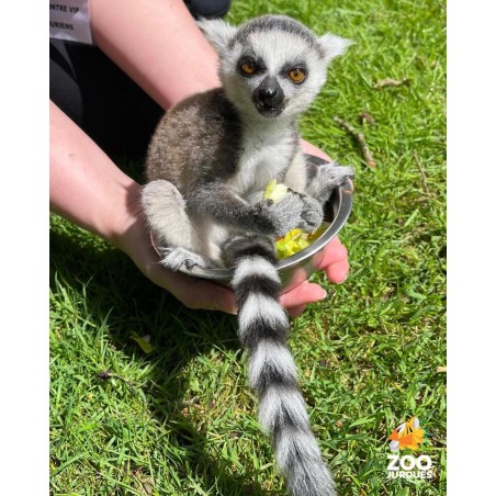 Zoo de jurques adulte à partir de 12 ans - sur commande 15 j de délai