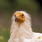 Zoo de jurques enfant - de 3 à 11 ans - sur commande 15 j de délais