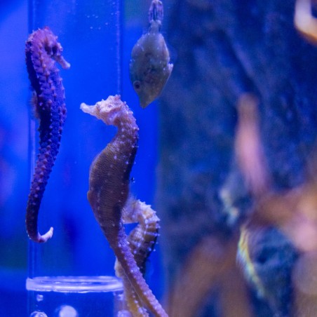 Aquarium Sealife Marne la Vallee dès 12 ans