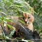 Zoo du bois d'attily - de 12 à 18 ans - sur commande 15 j de délais