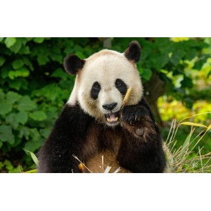 Pairi daiza - à partir de 12 ans - saison 25  jusqu'au 04-01-26 