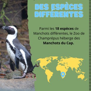 Zoo de champrepus - de 3 à 12 ans - sur commande 15 j de délais