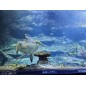 Aquarium de biarritz - de 13 à 17 ans - sur commande 15 j de délai