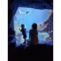 Aquarium de biarritz - de 13 à 17 ans - sur commande 15 j de délai