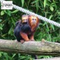 La vallee des singes - de 3 à 12 ans - sur commande 15 j de délais