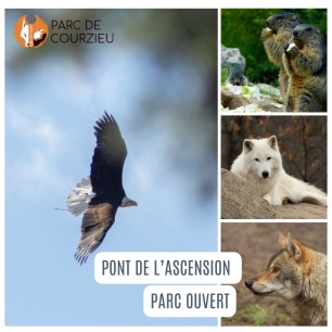 Parc de courzieu - à partir de 13 ans - sur commande 15 j de délais