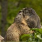 Parc de courzieu - à partir de 13 ans - sur commande 15 j de délais