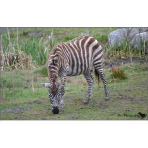 Zoo du bassin d'arcachon adulte - à partir de 12 ans - sur commande 