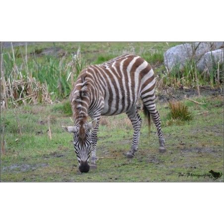 Zoo du bassin d'arcachon enfant - de 3 à 11 ans - sur commande 